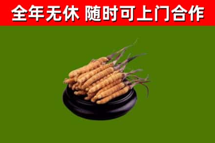 恩平市烟酒回收冬虫夏草.jpg